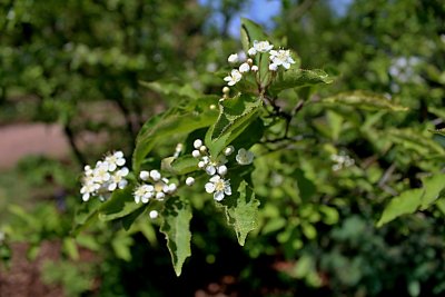 Photinia parvifolia - blýskalka drobnokvětá - květy a listy